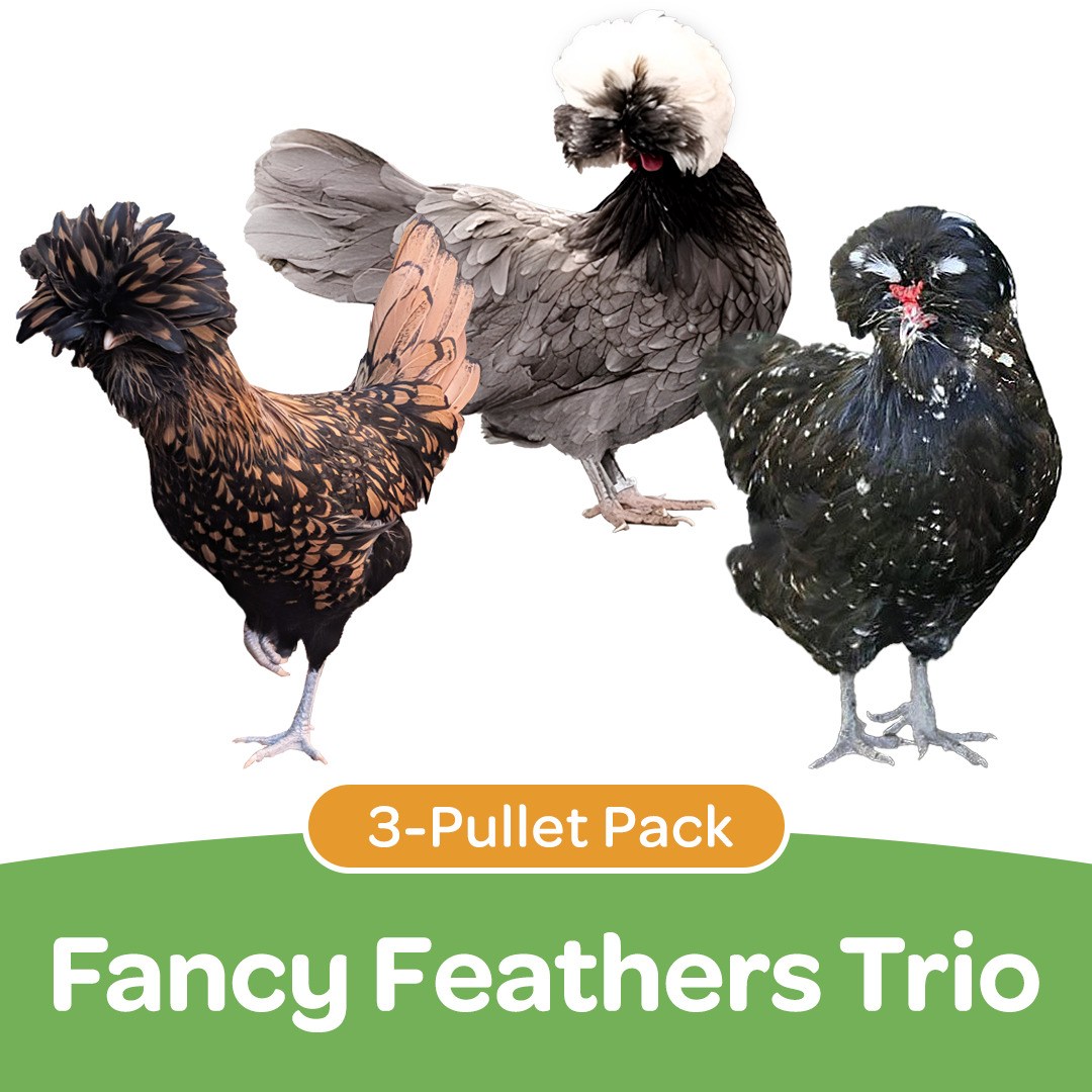 Pullet: Fancy Feather Trio (3 Started Pullets), Shipping week of 08/31/2026