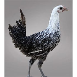 Pullet: Ultra Rare Surprise Me!, Shipping Week of - Default Title - My ...