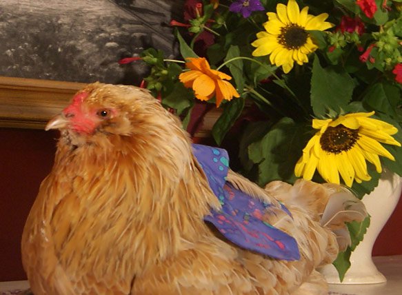 Pampered Poultry Feather Guard
