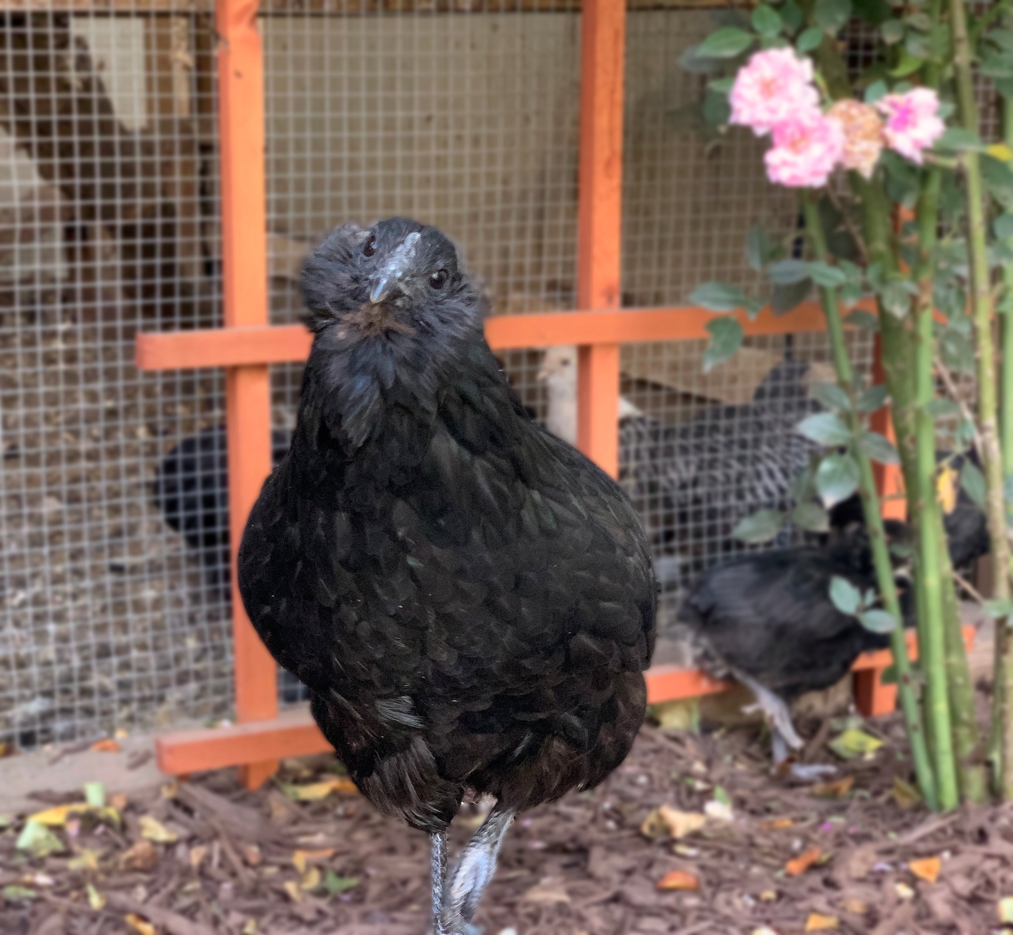 Pullet Fibro Easter Egger Shipping Week Of My Pet Chicken Pullet fibro easter egger shipping week of my pet chicken