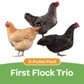 Pullet: First Flock Trio (3 Started Pullets), Shipping Week of