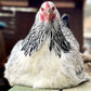 Baby Chicks: Light Brahma