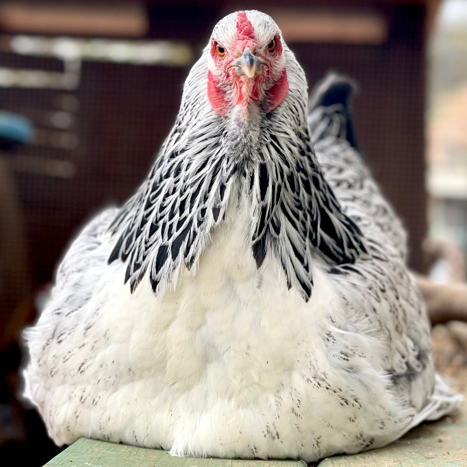 Light Brahma hen
