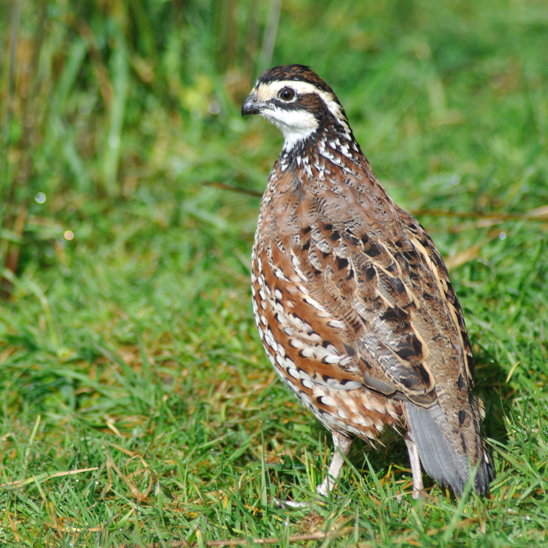 Georgia Giant Bobwhite Quail standing on grass with a blurred green background