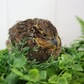 Georgia Giant Bobwhite Quail sitting on green leaves