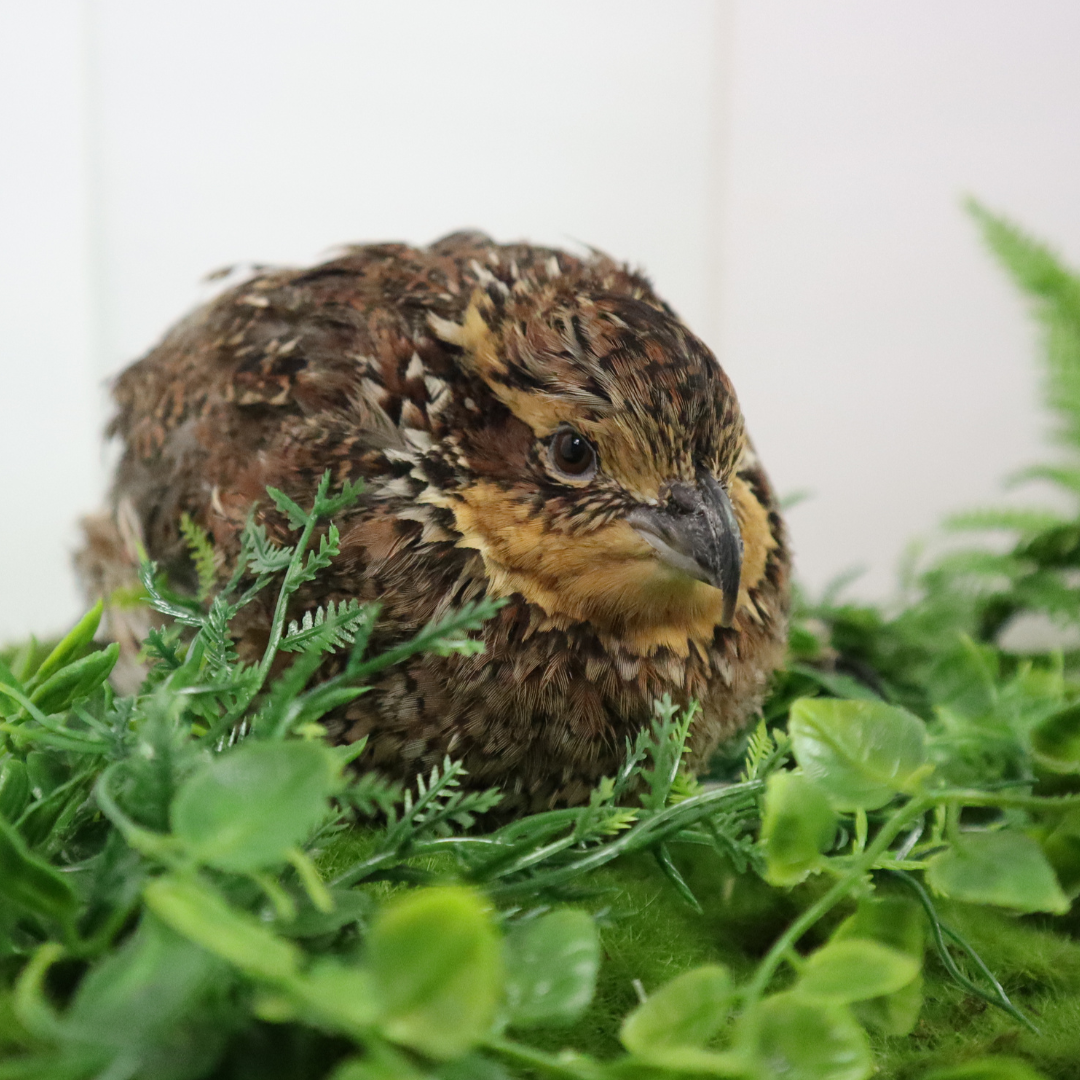 Georgia Giant Bobwhite Quail sitting on green leaves