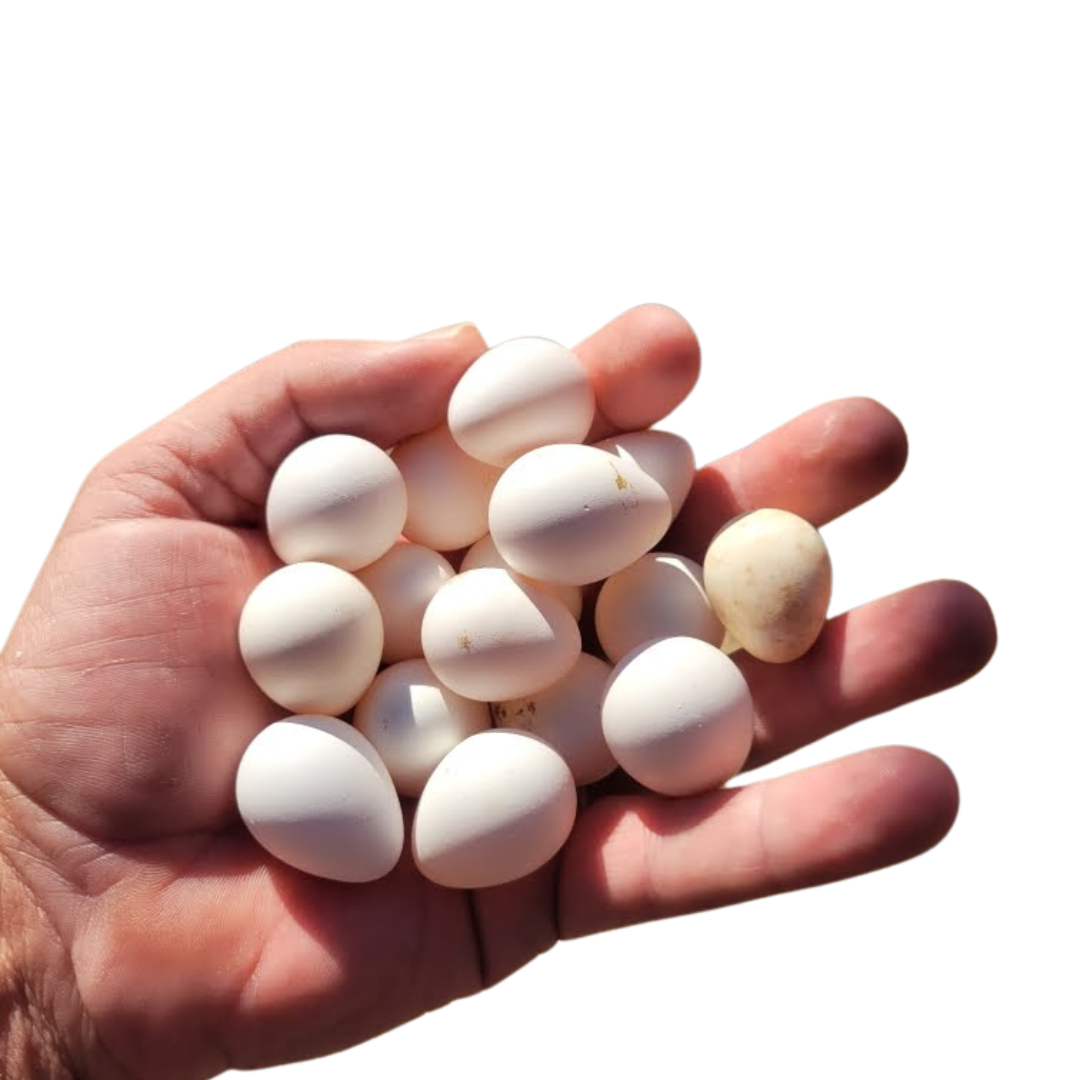Hand holding Georgia Giant Bobwhite Quail eggs against a white background