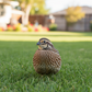 Georgia Giant Bobwhite Quail on a grassy lawn with a blurred background
