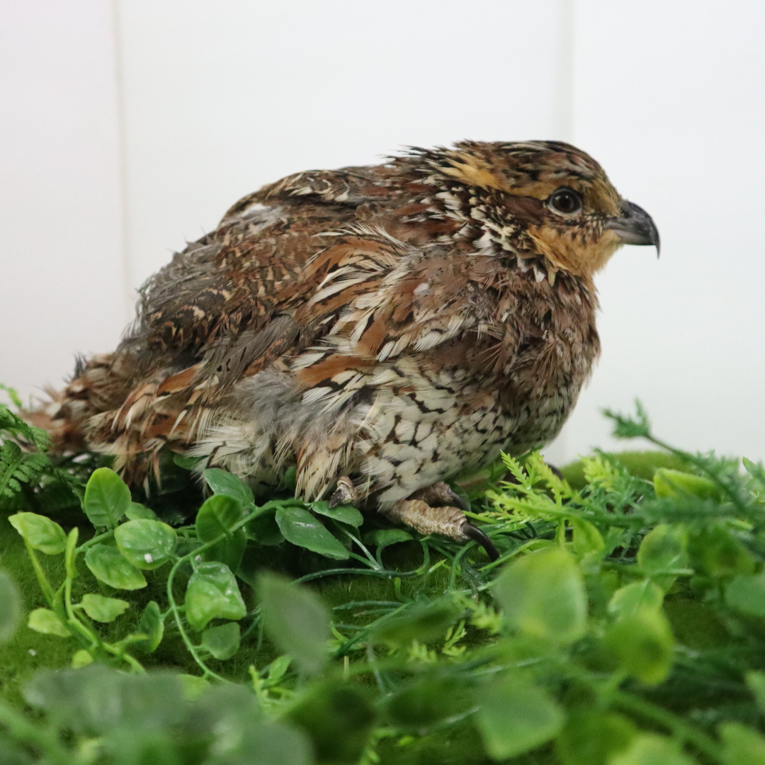 Georgia Giant Bobwhite Quail perched on green foliage with a white background