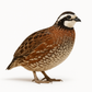 Georgia Giant Bobwhite Quail on a white background