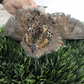 Georgia Giant Bobwhite Quail on grass with a blurred background