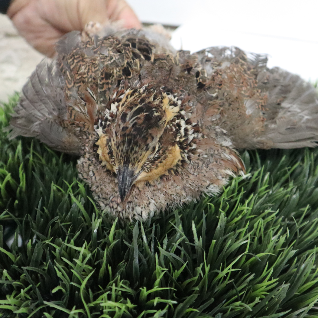 Georgia Giant Bobwhite Quail on grass with a blurred background