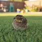 Georgia Giant Bobwhite Quail on grass with a blurred background
