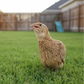Ginger Coturnix Quail standing on grass with a blurred background of a backyard.