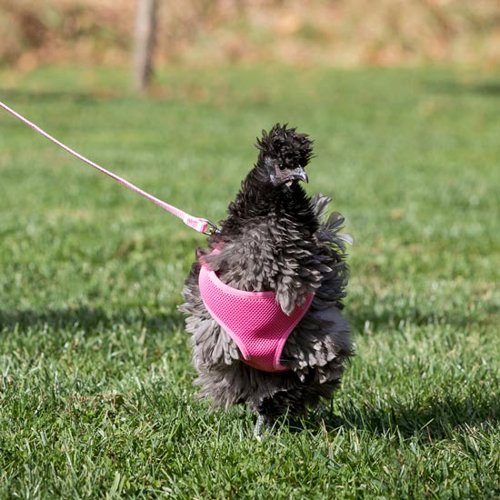Chicken Harness & Leash Bundle