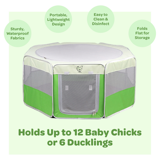 The Hen Pen Pop-up brooder holds up to 12 baby chicks or 6 ducklings.