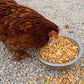 Poultry Queen Mealworm, Premium Corn, Flax Seeds, & Herb Treat For Pet Chickens