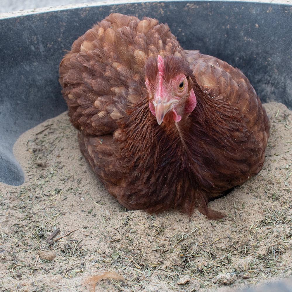 Bathing Dust With Herbs To Prevent & Repel Mites