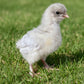 Baby Chicks: Blue Splash Marans