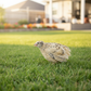 Jumbo Italian Coturnix Quail on a grassy lawn with a blurred garden background