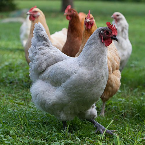 The Lavender Orpington chickens are a large, loosely-feathered bird with an upright stance and a medium-sized single comb.