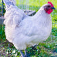 Lavender Orpington chicken