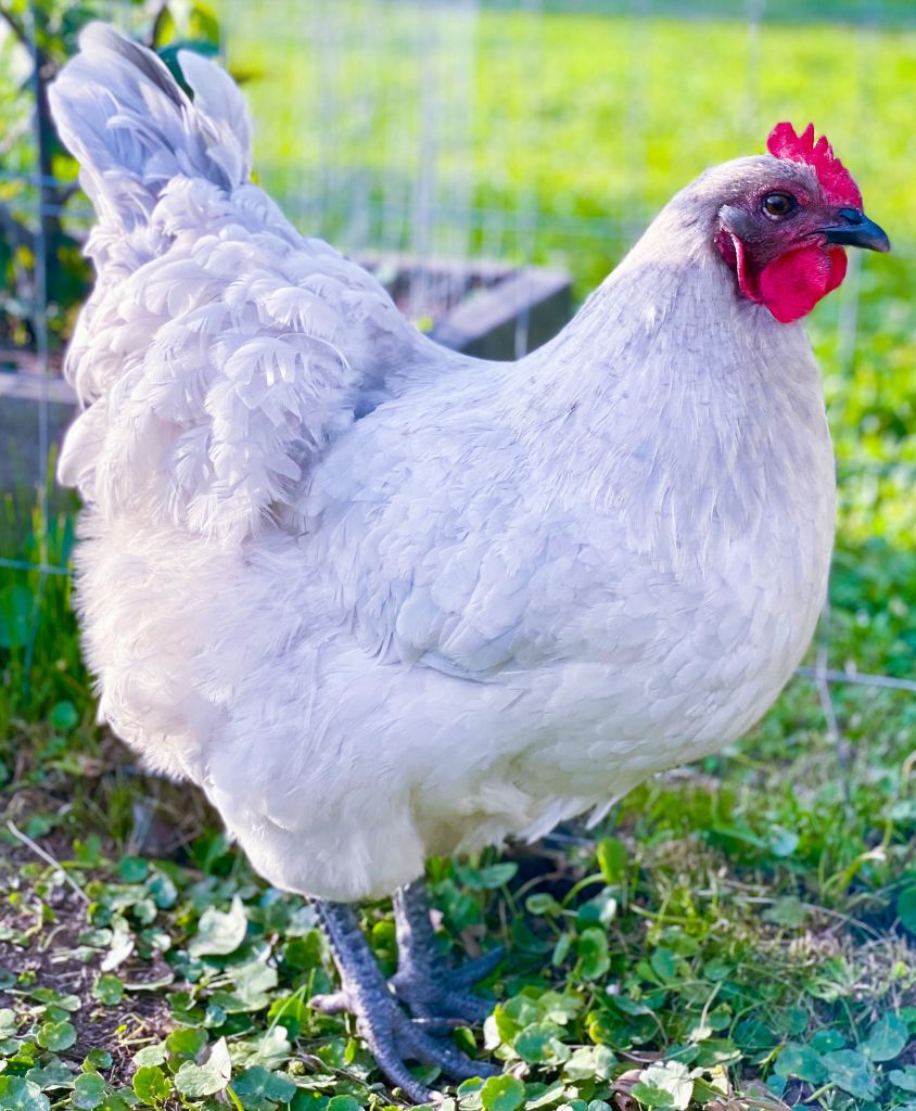 Lavender Orpington chicken