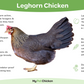 Hatching Eggs: Light Brown Leghorn, Merry Manor Location