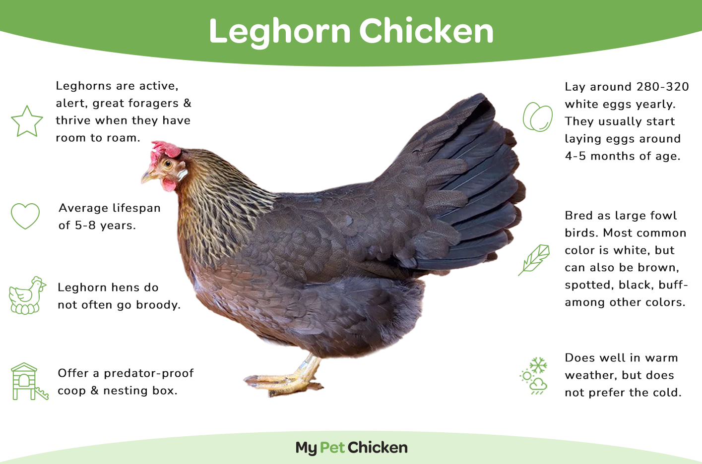 Hatching Eggs: Light Brown Leghorn, Merry Manor Location