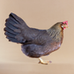Baby Chicks: Light Brown Leghorn