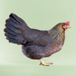Pullet: Light Brown Leghorn, Shipping Week of