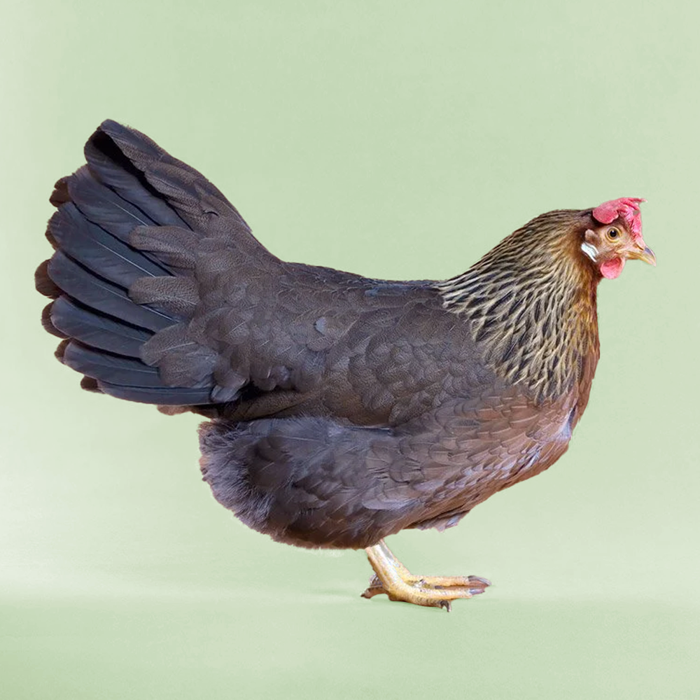 Pullet: Light Brown Leghorn, Shipping Week of