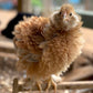 Baby Chicks: Frizzle Easter Egger