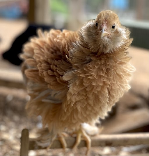 Frizzle Easter Egger chicken