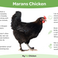 Pullet: Black Copper Marans, Shipping Week of 06/03/2024