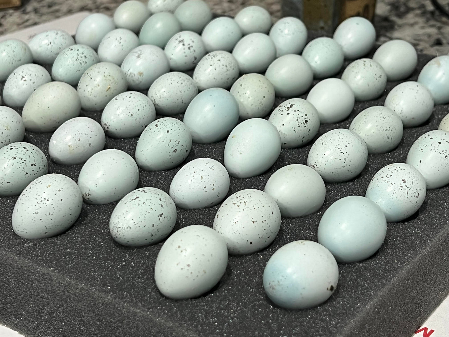 Hatching Eggs: Celadon "True Blue" Quail, Azure Acres Location