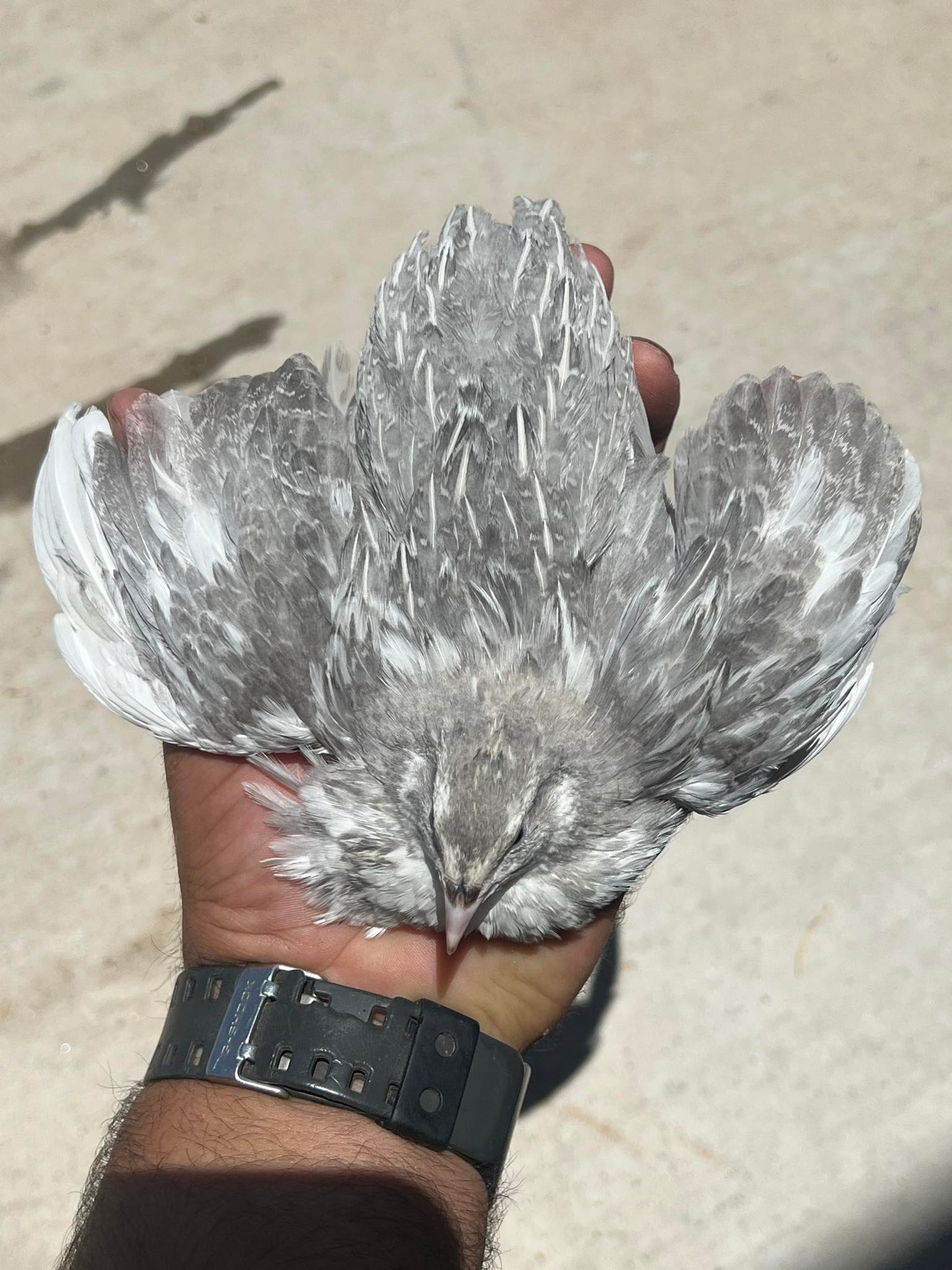Hatching Eggs: Celadon "True Blue" Quail, Azure Acres Location