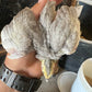 Hatching Eggs: Celadon "True Blue" Quail, Azure Acres Location