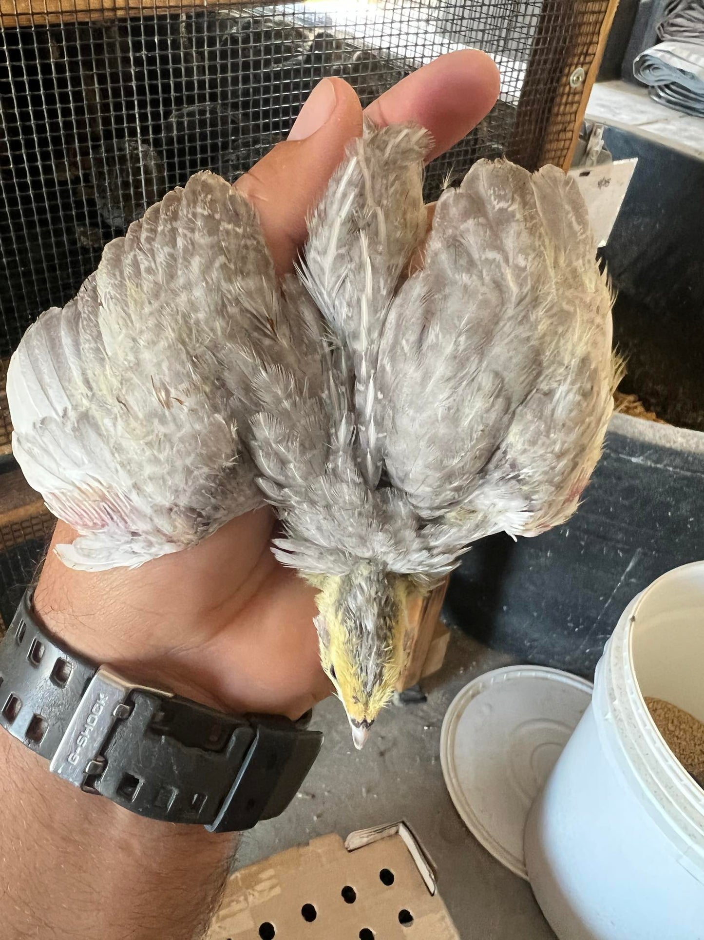 Hatching Eggs: Celadon "True Blue" Quail, Azure Acres Location