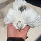 Hatching Eggs: Celadon "True Blue" Quail, Azure Acres Location