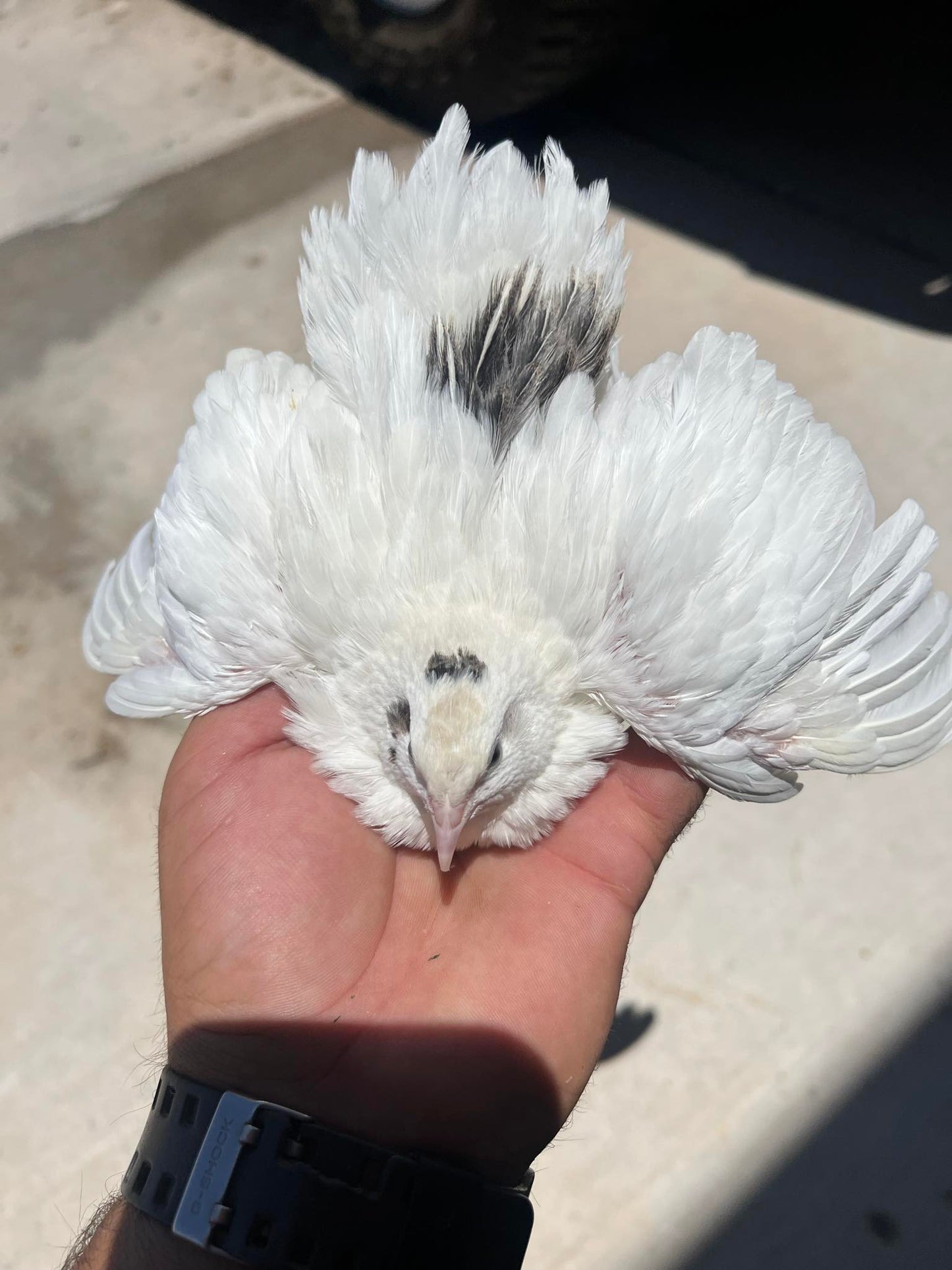 Hatching Eggs: Celadon "True Blue" Quail, Azure Acres Location