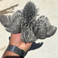 Hatching Eggs: Celadon "True Blue" Quail, Azure Acres Location
