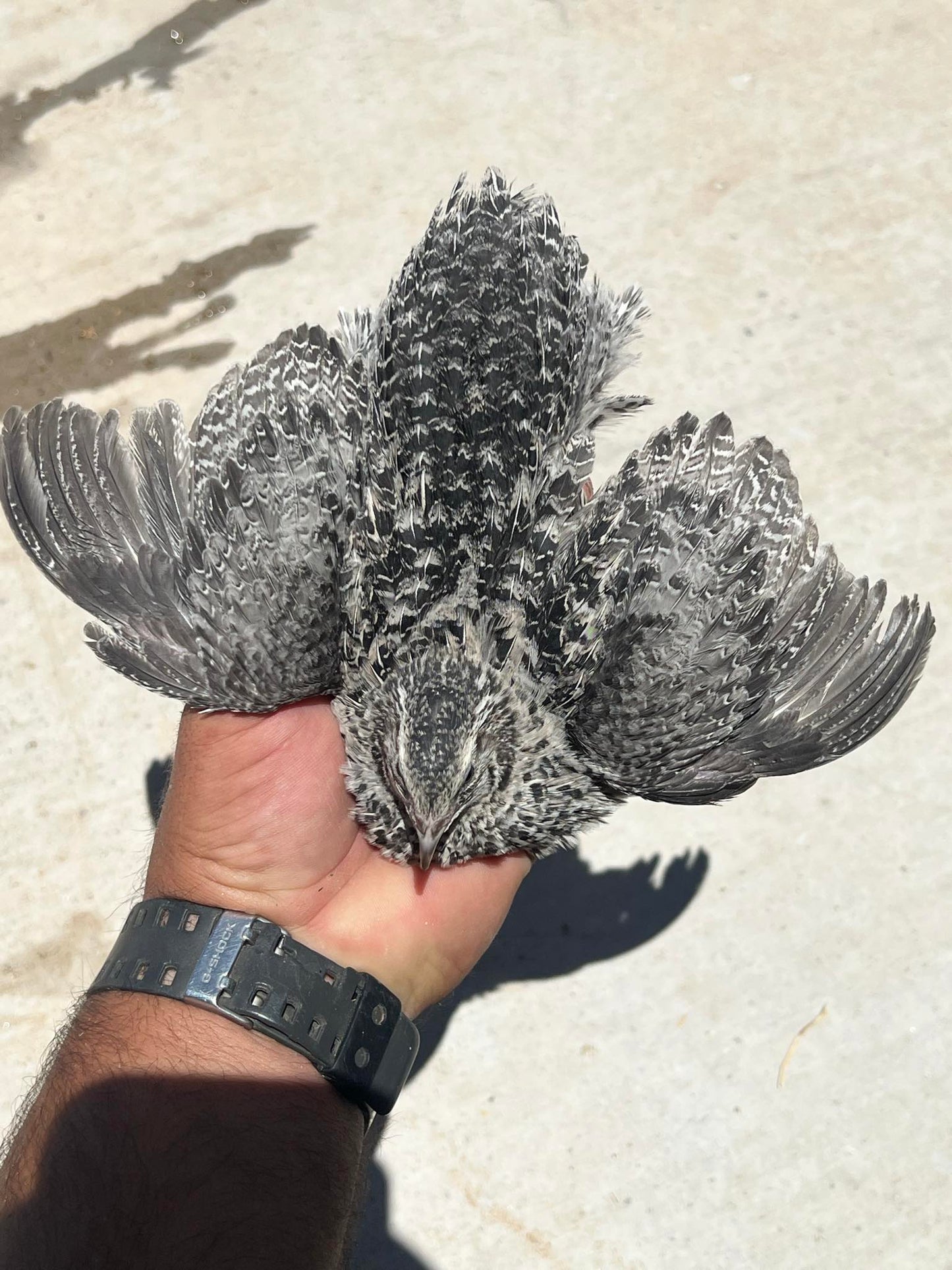 Hatching Eggs: Celadon "True Blue" Quail, Azure Acres Location