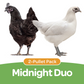 Pullet: Midnight Duo (2 Started Pullets), Shipping Week of 09/21/2026