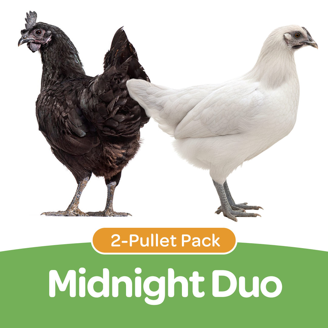 Pullet: Midnight Duo (2 Started Pullets), Shipping Week of 09/21/2026