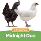 Pullet: Midnight Duo (2 Started Pullets), Shipping Week of 09/21/2026