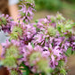 Freshly Cut Blooms - Seed Collection