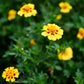 Edible Petals - Seed Collection