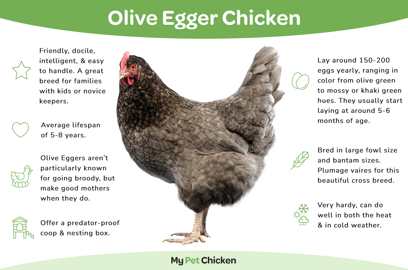 Olive Egger Rooster Vs Hen: Unraveling the Mystery