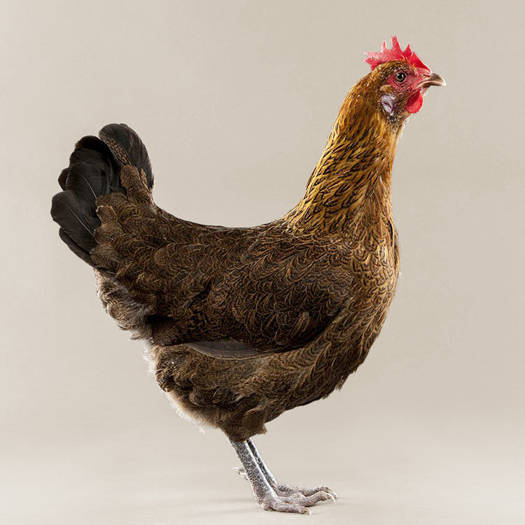 The Partridge Penedesenca chicken breed lays beautiful dark brown eggs. 